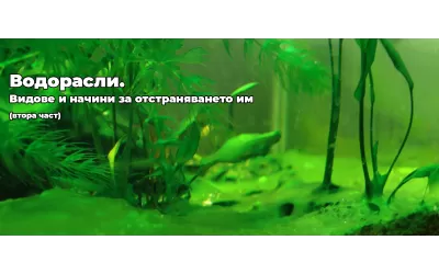 Водорасли. Видове и начини за отстраняването им (втора част)