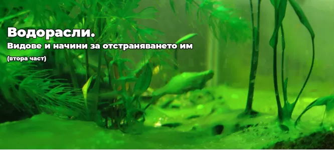 Водорасли. Видове и начини за отстраняването им (втора част)