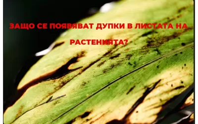 Защо се появяват дупки в листата на растенията?