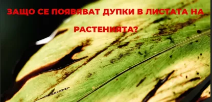 Защо се появяват дупки в листата на растенията?
