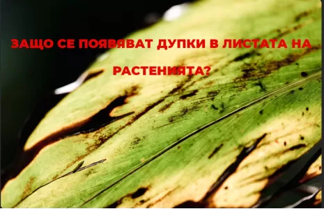 Защо се появяват дупки в листата на растенията?