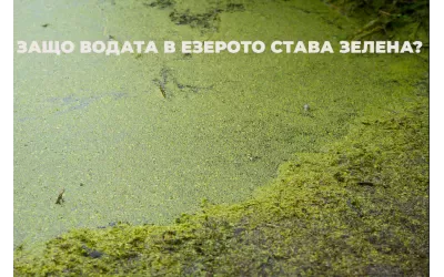 Защо водата в езерото става зелена?