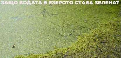 Защо водата в езерото става зелена?