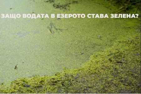Защо водата в езерото става зелена?