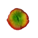 Изкуствена декорация - Корал Гъба