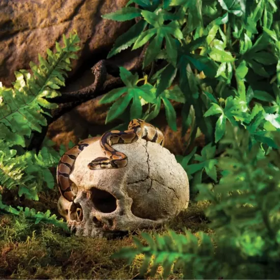 Декорация Exo Terra Primate Skull M - 3