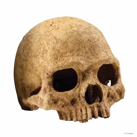Декорация Exo Terra Primate Skull M - 1