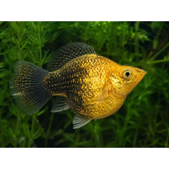 Молинезия Balloon (Poecilia Latipinna Balloon Molly) - 3