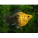 Молинезия Balloon (Poecilia Latipinna Balloon Molly) - 3