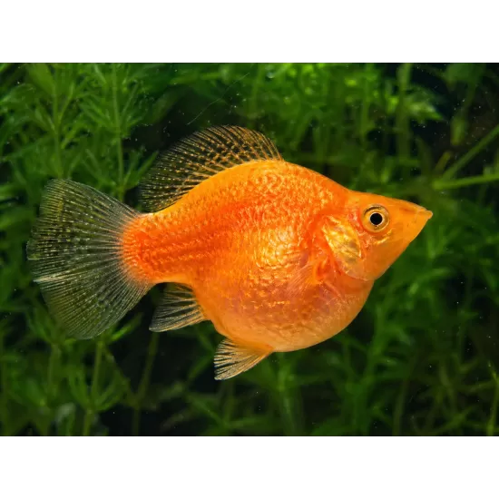 Молинезия Balloon (Poecilia Latipinna Balloon Molly) - 4