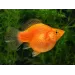 Молинезия Balloon (Poecilia Latipinna Balloon Molly) - 4
