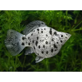 Молинезия Balloon (Poecilia Latipinna Balloon Molly)