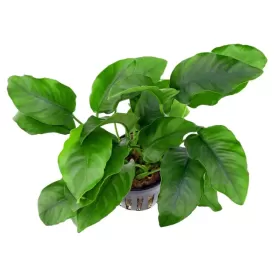 Анубиас (Anubias barteri var. barteri)