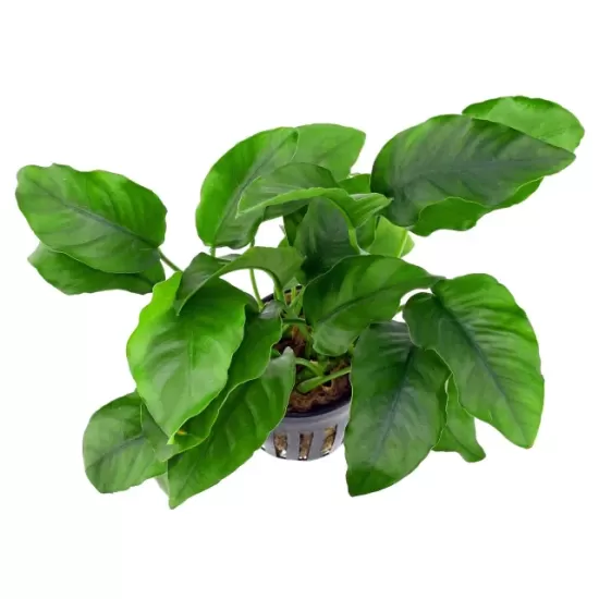 Анубиас (Anubias barteri var. barteri) - 2