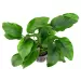 Анубиас (Anubias barteri var. barteri) - 2