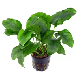 Анубиас (Anubias barteri var. barteri)
