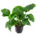 Анубиас (Anubias barteri var. barteri)