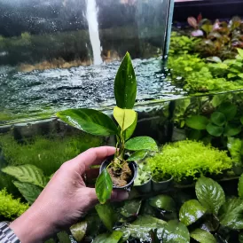 Анубиас (Anubias congensis round)