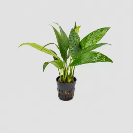 Анубиас (Anubias congensis round)