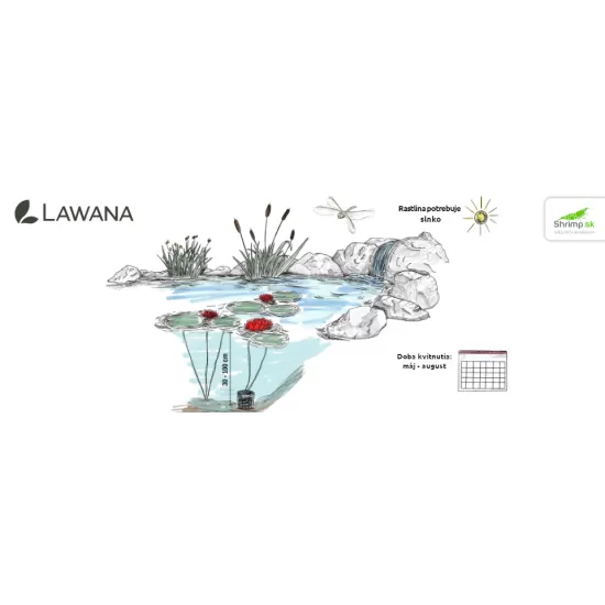 Водна лилия червена (Lawana Nymphaea Natura Coco Attraction) - 4