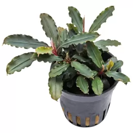 Буцефаландра (Bucephalandra sp. "Blue Green")