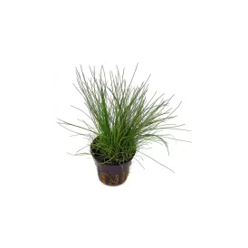 Елеохарис (Eleocharis)