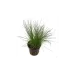Елеохарис (Eleocharis)