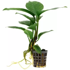Анубиас (Anubias heterophylla)