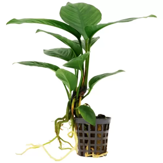 Анубиас (Anubias heterophylla) - 2