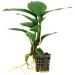 Анубиас (Anubias heterophylla) - 2