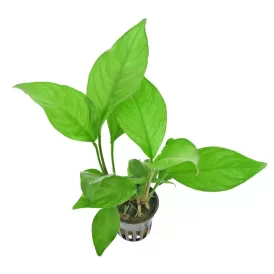 Анубиас (Anubias heterophylla)