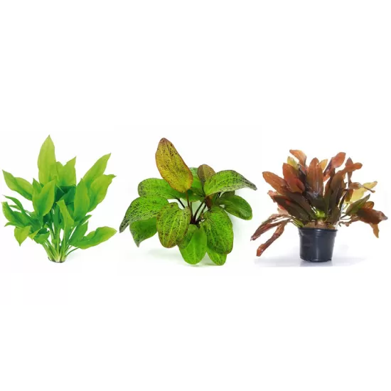 Ехинодорус (Echinodorus sp.) - 1