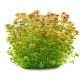 Лимнофила (Limnophila sessiliflora)