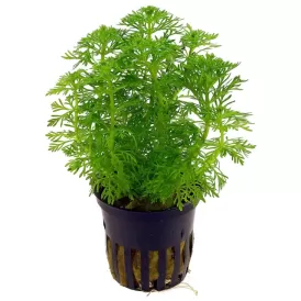 Лимнофила (Limnophila sessiliflora)