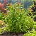 Лимнофила (Limnophila aromatica) - 2