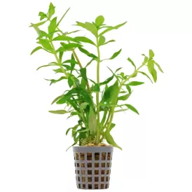 Лимнофила (Limnophila aromatica)