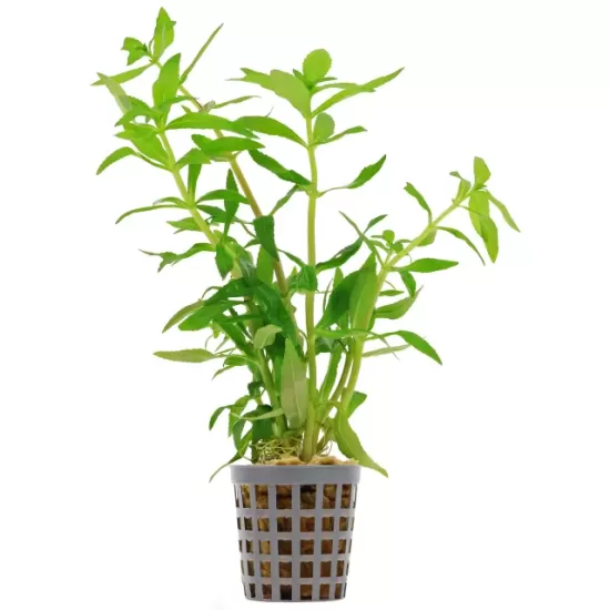 Лимнофила (Limnophila aromatica) - 1