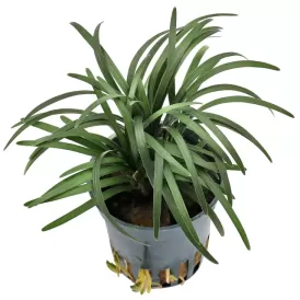 Офиопогон (Ophiopogon japonicus Kyoto Dwarf)