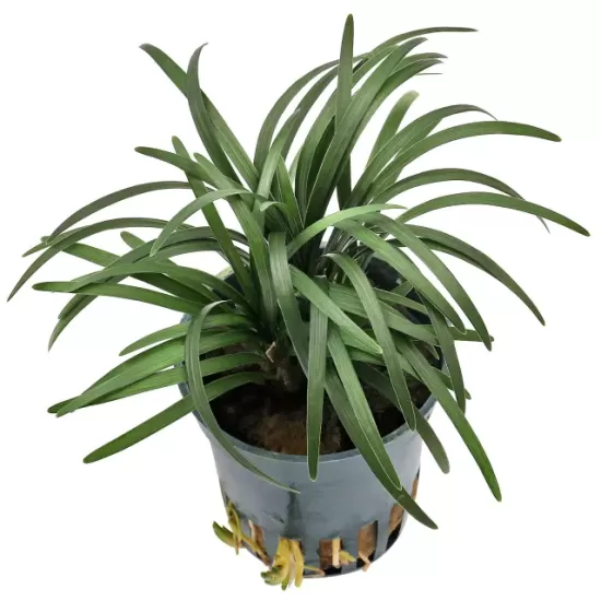 Офиопогон (Ophiopogon japonicus Kyoto Dwarf) - 1