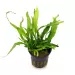 Микрозорум (Microsorum pteropus 'Narrow')