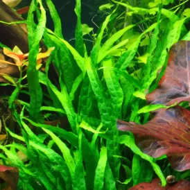 Микрозорум (Microsorum pteropus 'Narrow')
