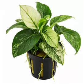 Анубиас (Anubias barteri var. nana pinto)