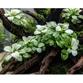 Анубиас (Anubias barteri var. nana pinto)