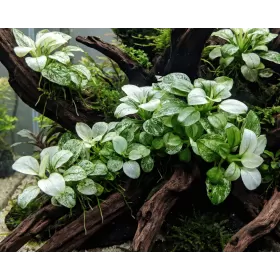 Анубиас (Anubias barteri var. nana pinto)