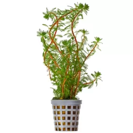 Мирофилум (Myriophyllum rubricaule)