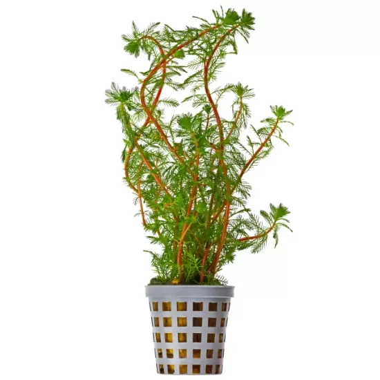 Мирофилум (Myriophyllum rubricaule) - 1