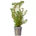 Мирофилум (Myriophyllum rubricaule)