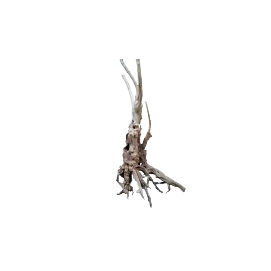 Kорен Aзалия - 3