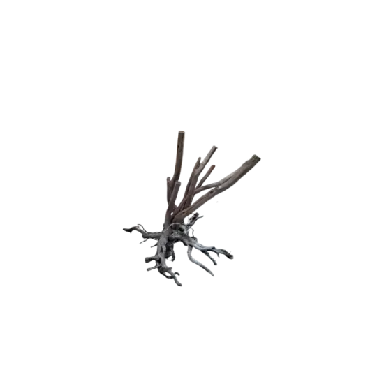 Kорен Aзалия - 4