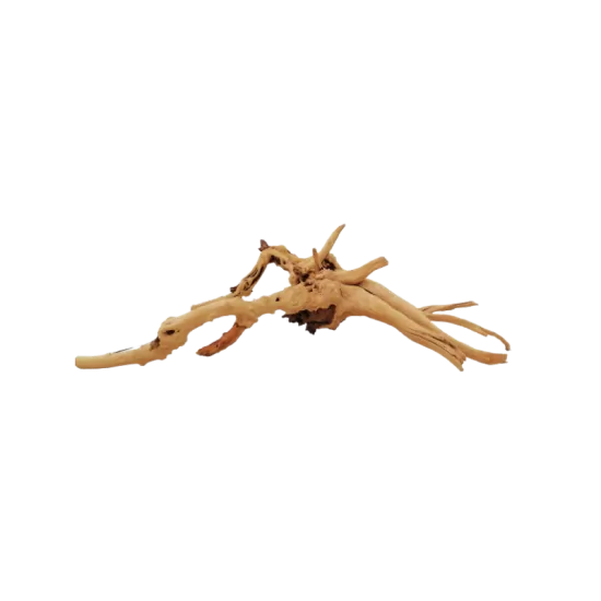 Kорен Aзалия - 5